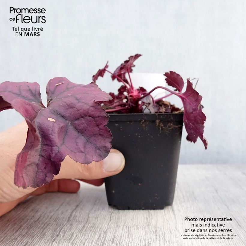 Amostra de Heuchera Dolce® Wildberry Vaso de 8/9 cm tal como entregue na primavera
