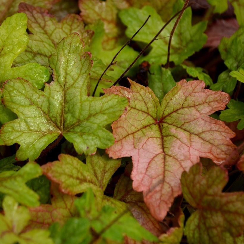 Heucherella Alabama Sunrise (Folhagem)