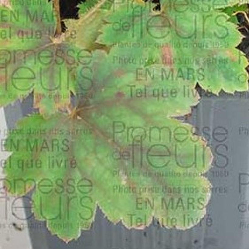 Heucherella alba Bridget Bloom (Folhagem)