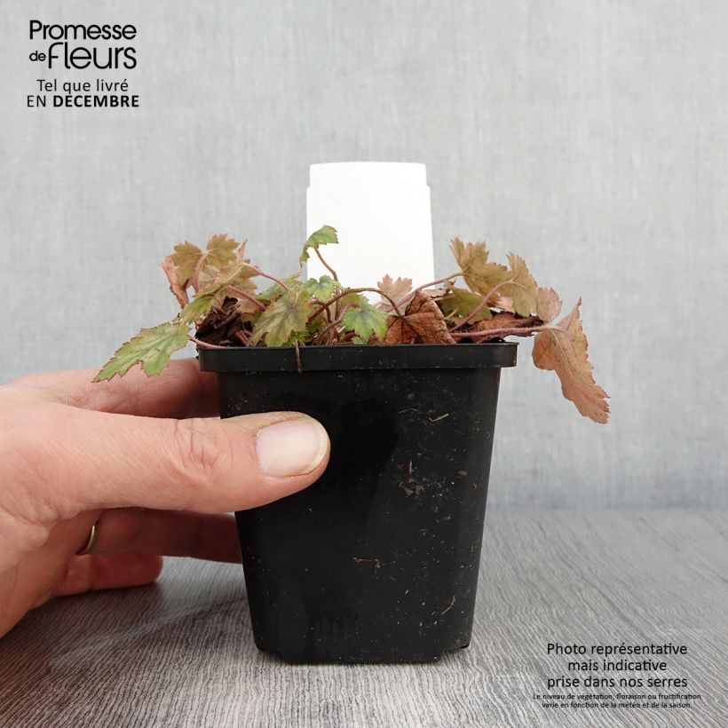 Amostra de Heucherella alba Bridget Bloom Vaso de 8/9 cm tal como entregue no outono