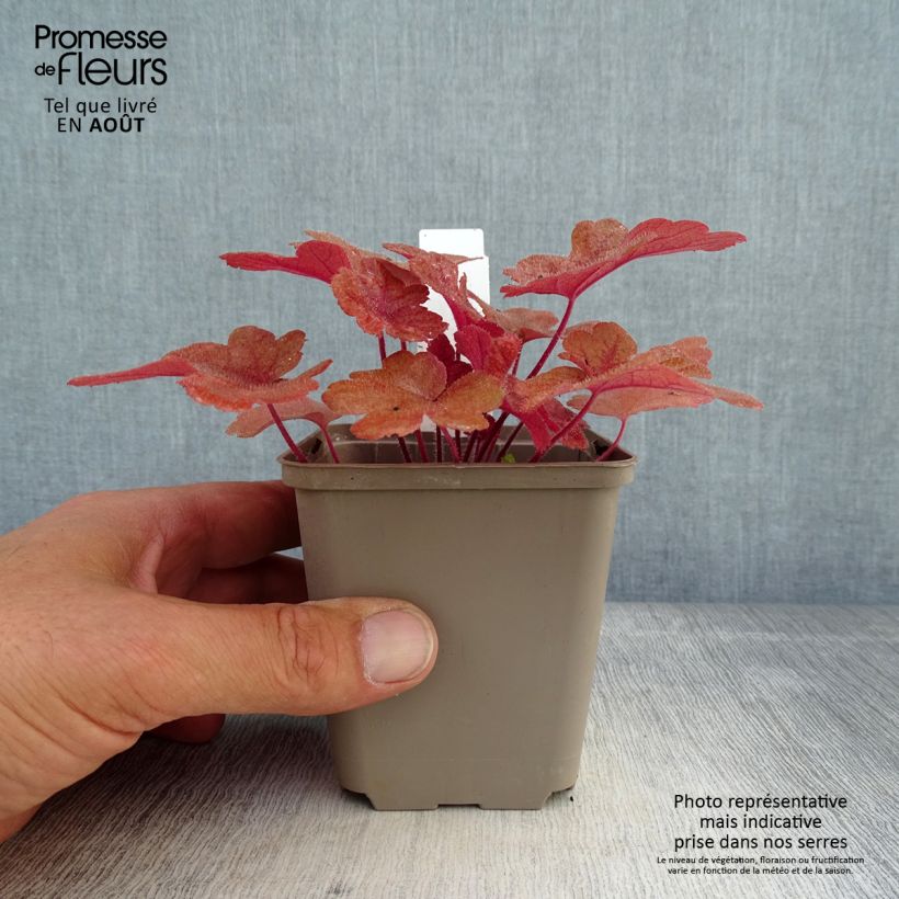Amostra de Heucherella Buttered Rum Vaso de 8/9 cm tal como entregue no verão