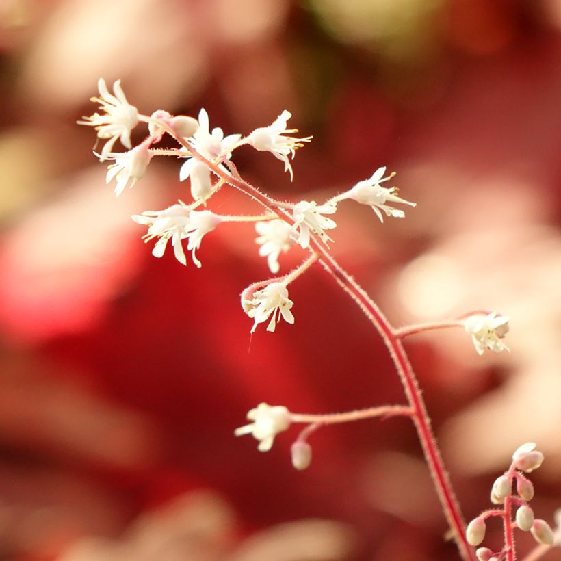 Heucherella Buttered Rum (Folhagem)