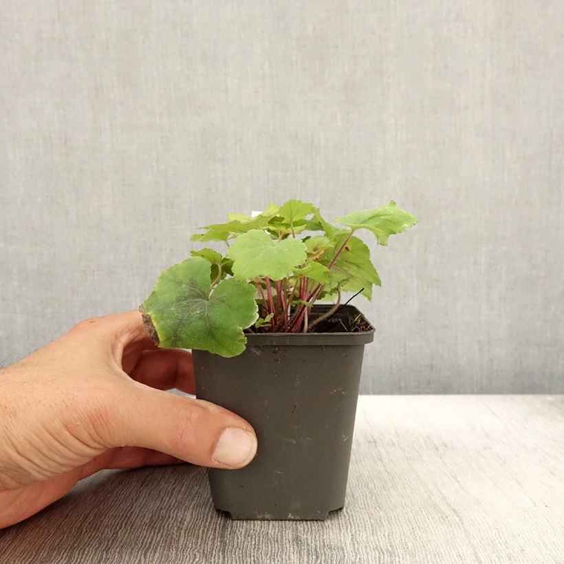Amostra de Heucherella Citrus Shock Vaso de 8/9 cm tal como entregue no outono