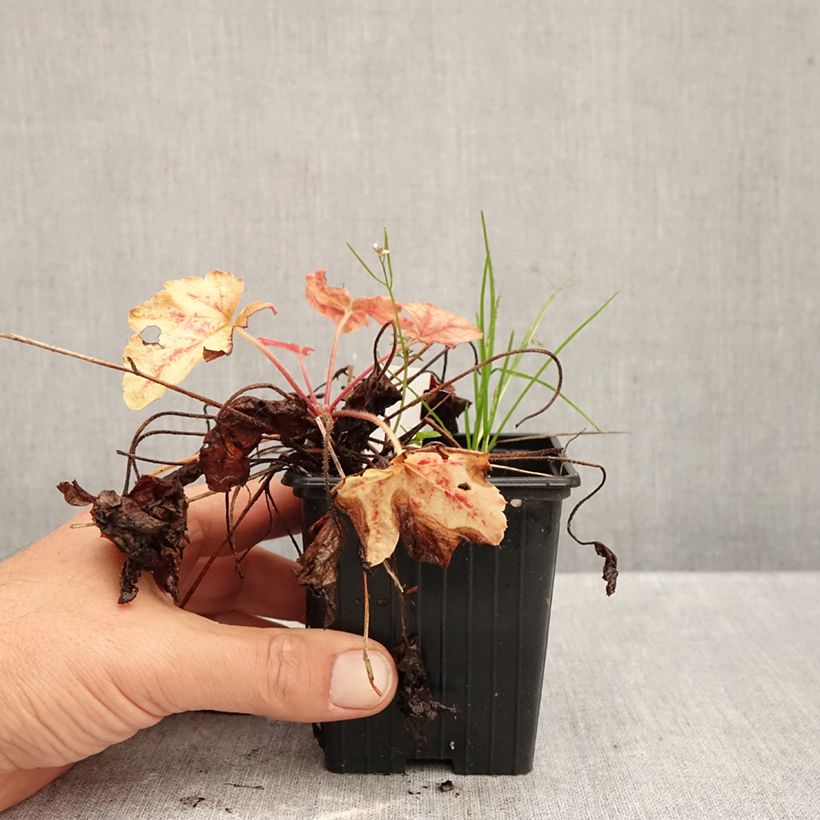 Amostra de Heucherella Copper Cascade Vaso de 8/9 cm tal como entregue no outono