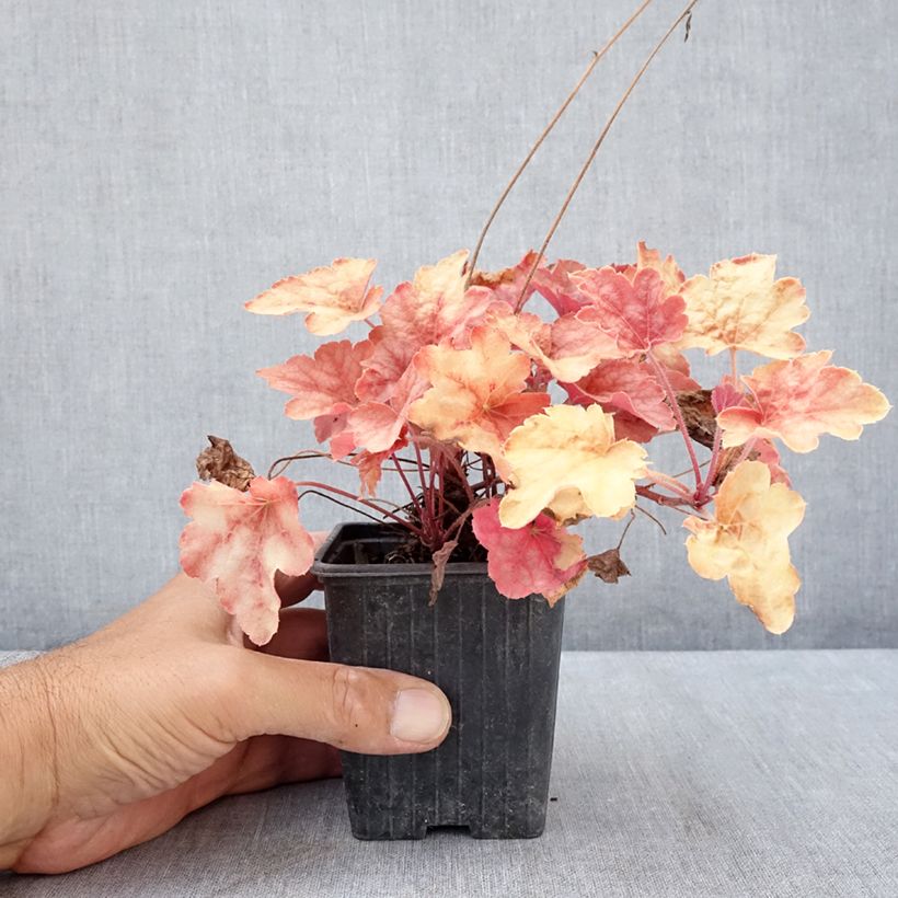 Amostra de Heucherella Copper Cascade Vaso de 8/9 cm tal como entregue no verão