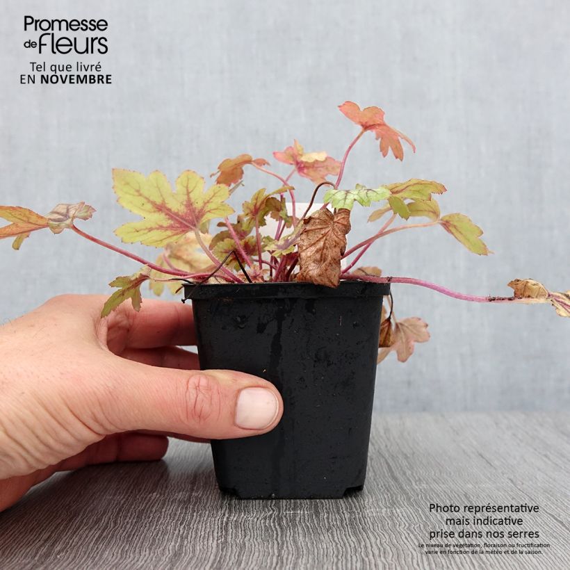 Amostra de Heucherella Eye Spy Vaso de 8/9 cm tal como entregue no outono
