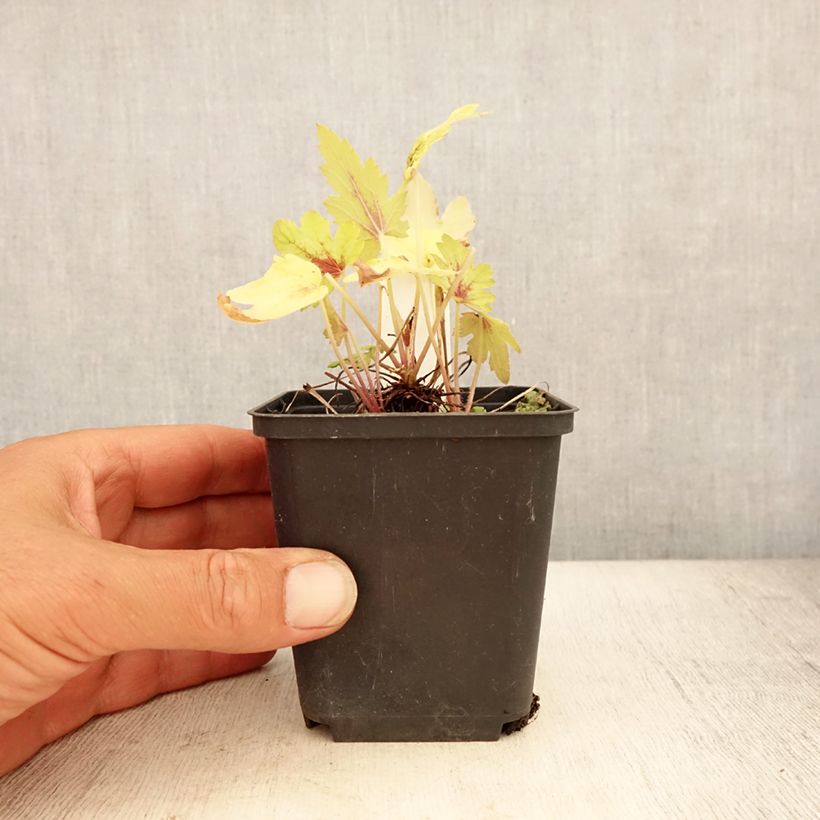 Amostra de Heucherella Eye Spy Vaso de 8/9 cm tal como entregue no verão
