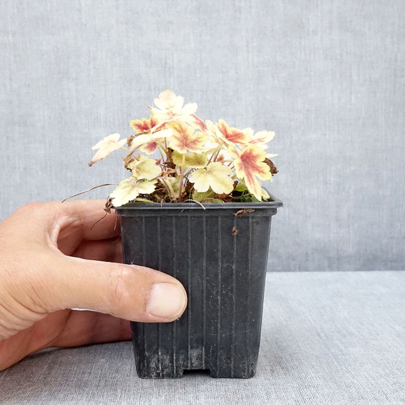 Amostra de Heucherella Golden Zebra Vaso de 8/9 cm tal como entregue no verão