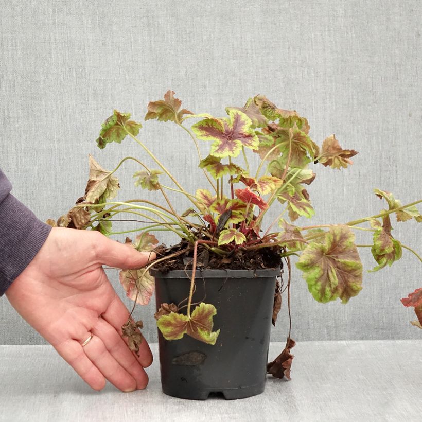 Amostra de Heucherella Golden Zebra Vaso de 1,5 L/2 L tal como entregue no outono