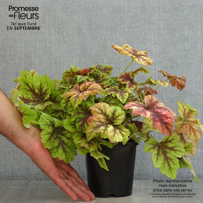 Amostra de Heucherella Golden Zebra Vaso de 1,5 L/2 L tal como entregue no verão