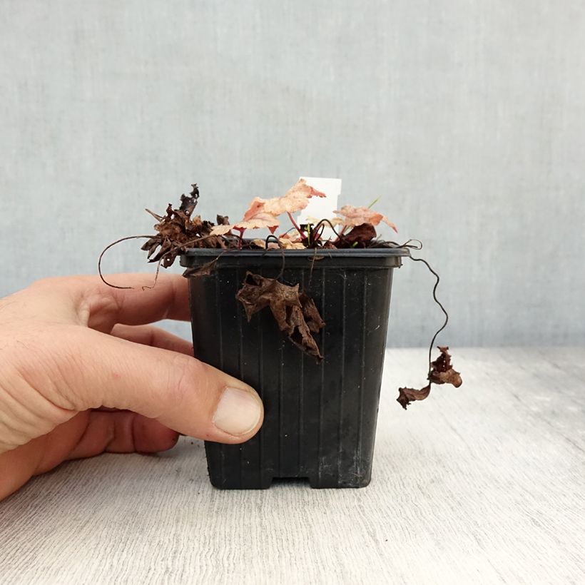 Amostra de Heucherella Honey Rose Vaso de 8/9 cm tal como entregue no outono