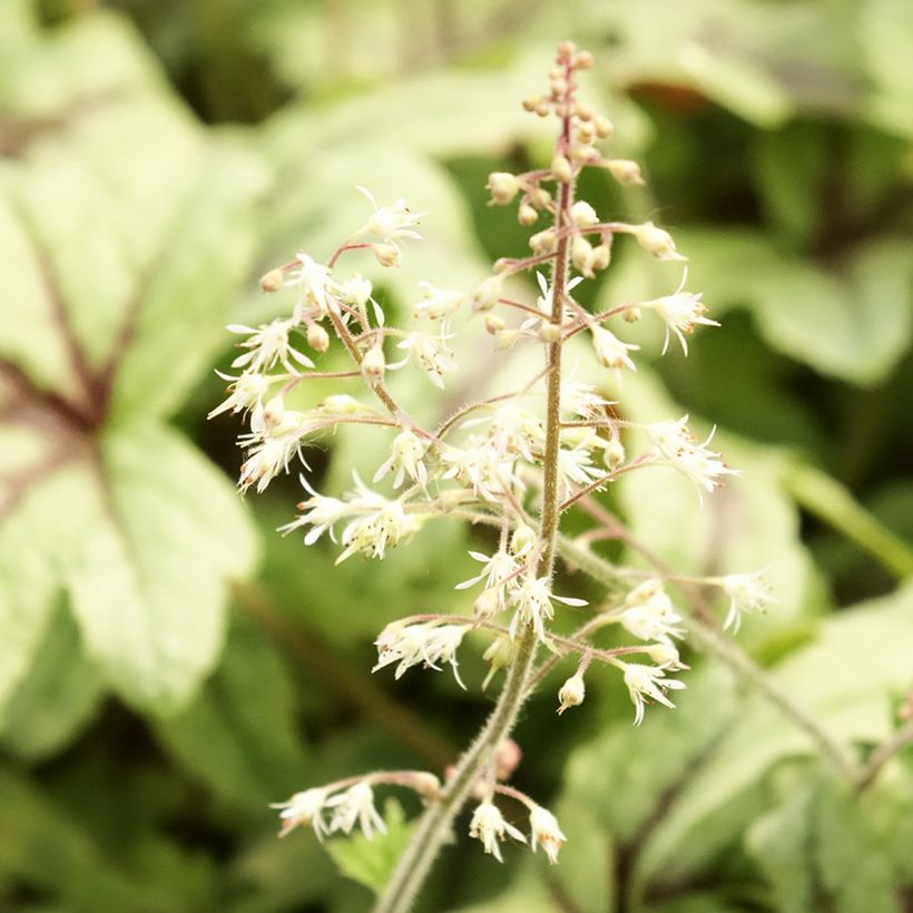 Heucherella Kimono (Floração)