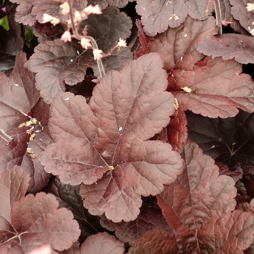 Heucherella Onyx (Folhagem)