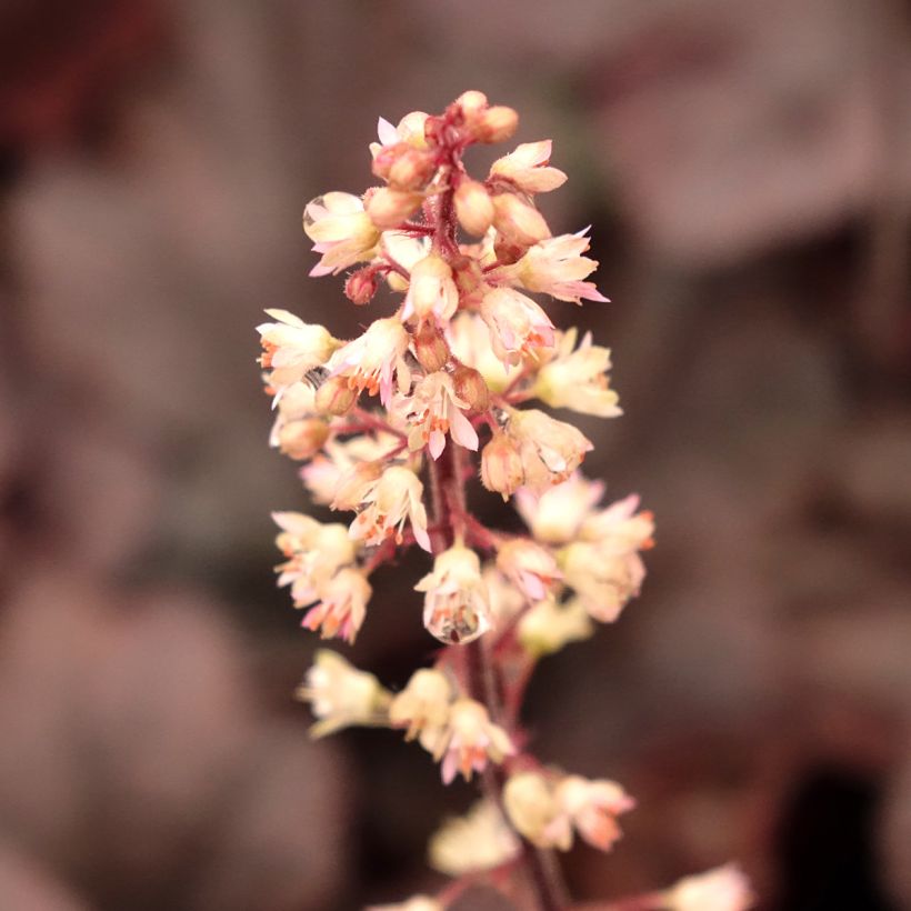 Heucherella Onyx (Floração)