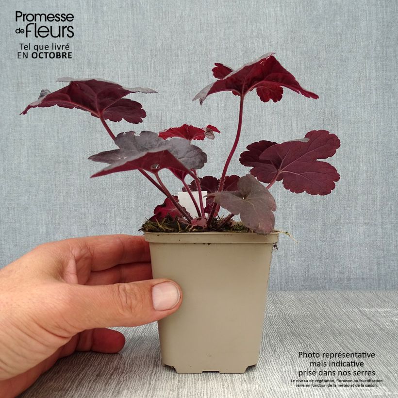Amostra de Heucherella Onyx Vaso de 8/9 cm tal como entregue no outono