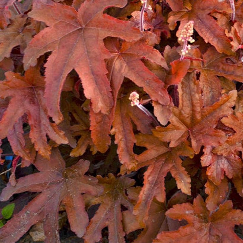 Heucherella Red Rover (Folhagem)