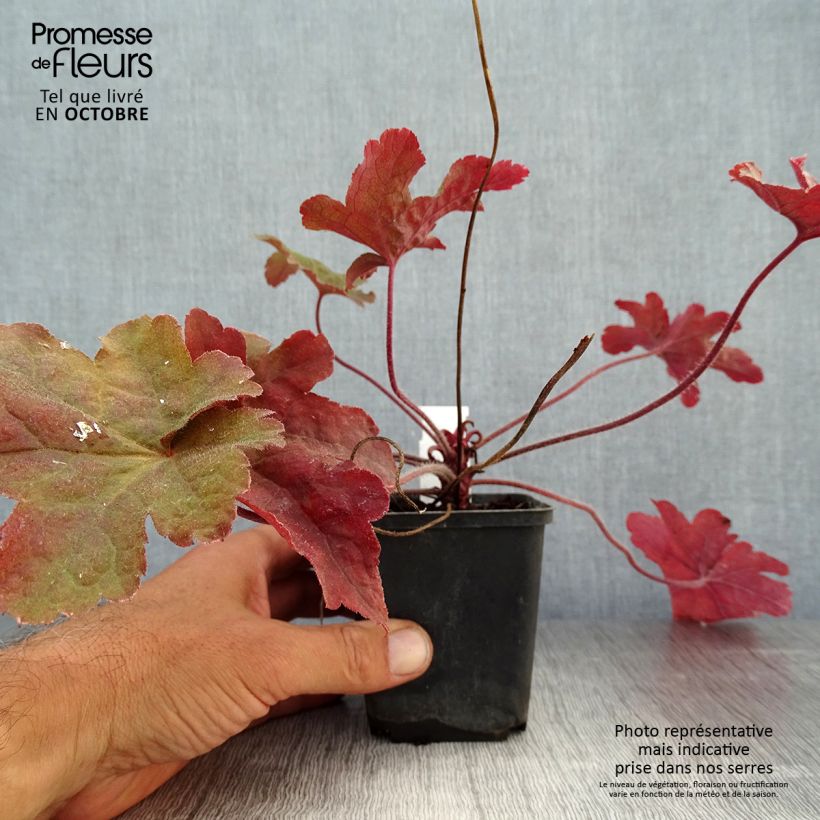 Amostra de Heucherella Red Rover Vaso de 8/9 cm tal como entregue no outono