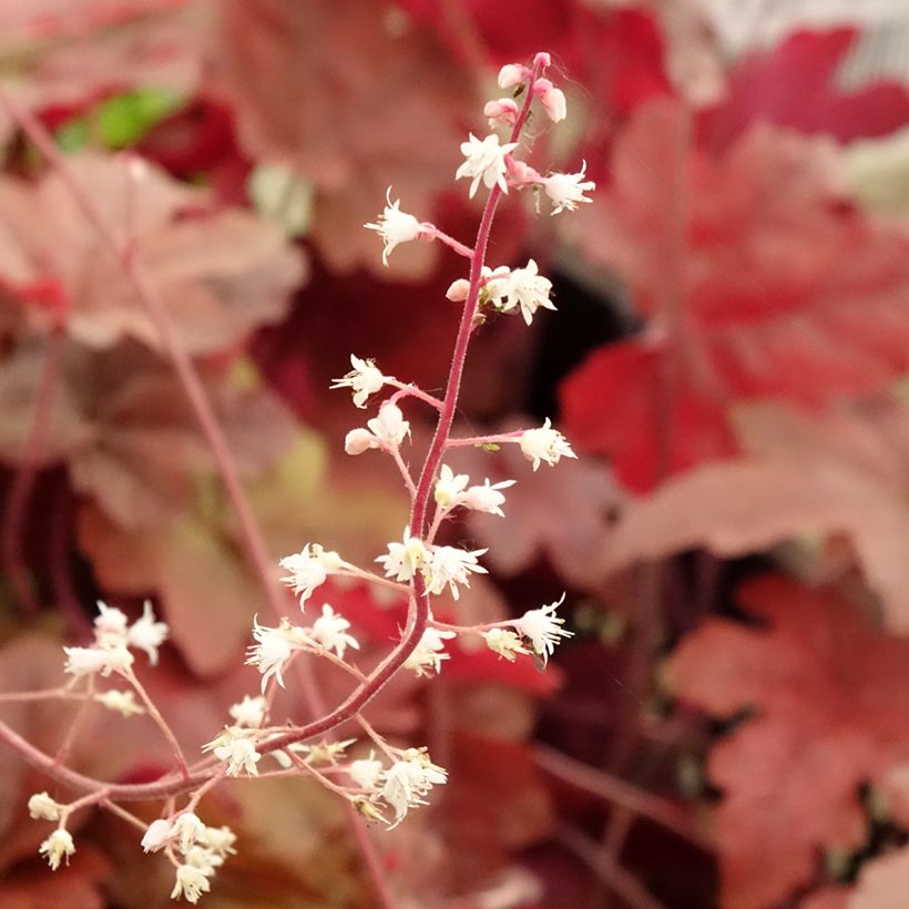 Heucherella Red Rover (Floração)
