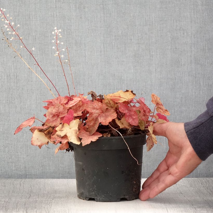 Amostra de Heucherella Redstone Falls Vaso de 2 L/3 L tal como entregue no verão