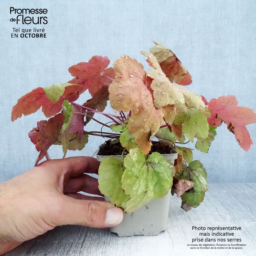 Amostra de Heucherella Redstone Falls Vaso de 8/9 cm tal como entregue no outono