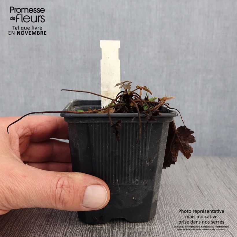 Amostra de Heucherella Silver Streak Godet de 8/9 cm tal como entregue no outono