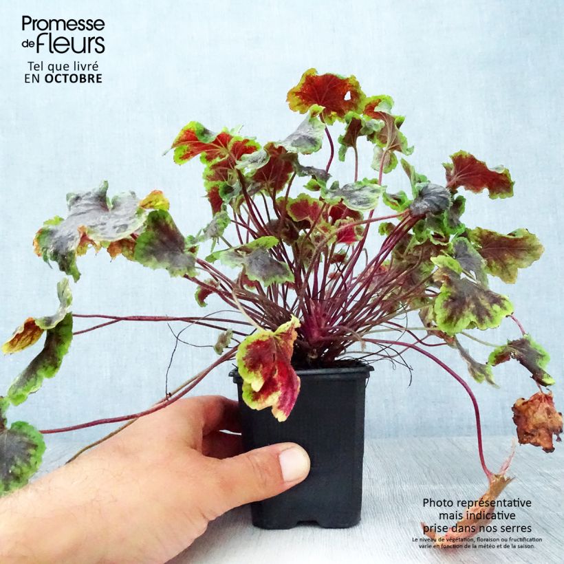 Amostra de Heucherella Solar Eclipse Vaso de 8/9 cm tal como entregue no outono