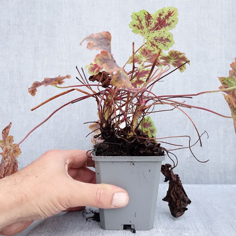 Amostra de Heucherella Solar Power Vaso de 8/9 cm tal como entregue no outono
