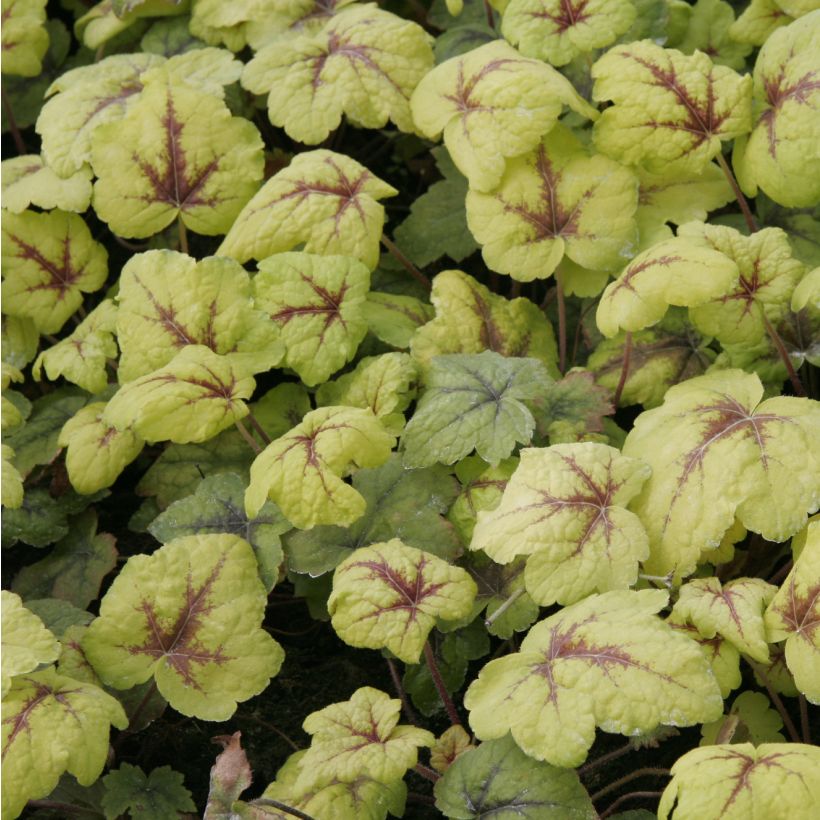 Heucherella Stoplight (Folhagem)