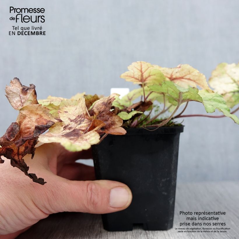 Amostra de Heucherella Stoplight Vaso de 8/9 cm tal como entregue no outono