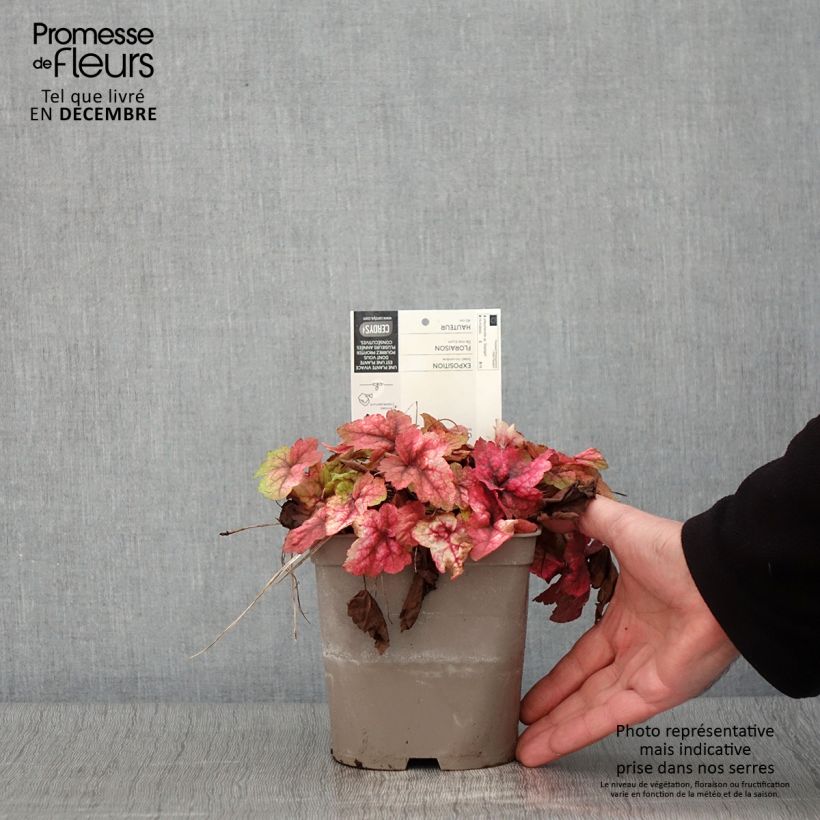 Amostra de Heucherella Stoplight Vaso de 2 L/3 L tal como entregue no outono