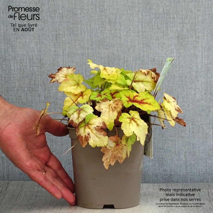 Amostra de Heucherella Stoplight Vaso de 2 L/3 L tal como entregue no verão