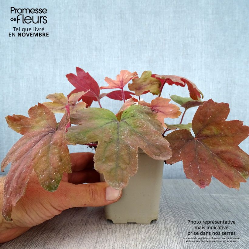 Amostra de Heucherella Sweet Tea Vaso de 8/9 cm tal como entregue no outono
