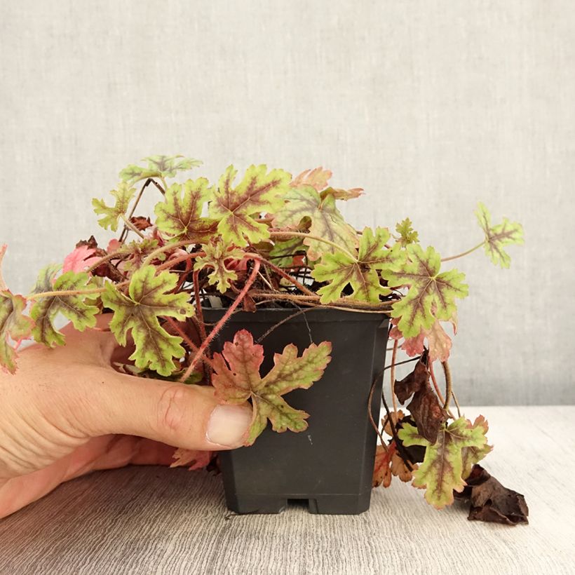 Amostra de Heucherella Tapestry Vaso de 8/9 cm tal como entregue no outono