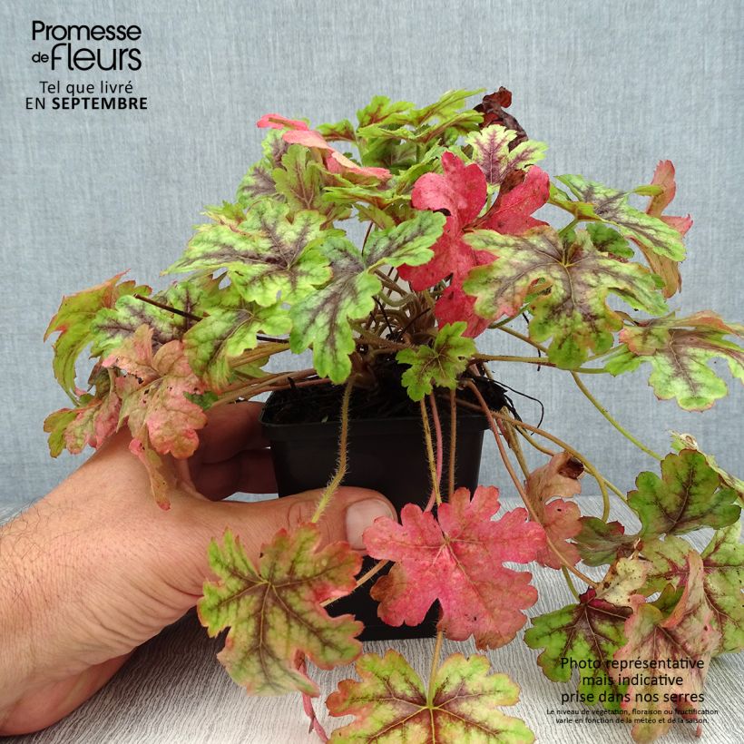 Amostra de Heucherella Tapestry Vaso de 8/9 cm tal como entregue no verão