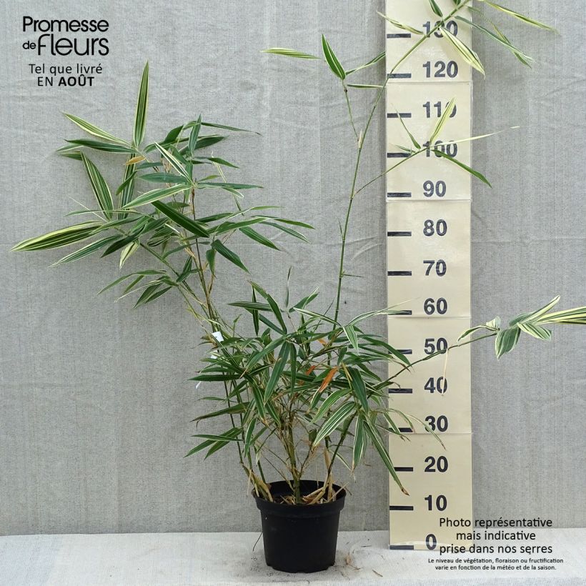 Amostra de Hibanobambusa tranquillans Shiroshima Vaso de 4 L/5 L tal como entregue no verão