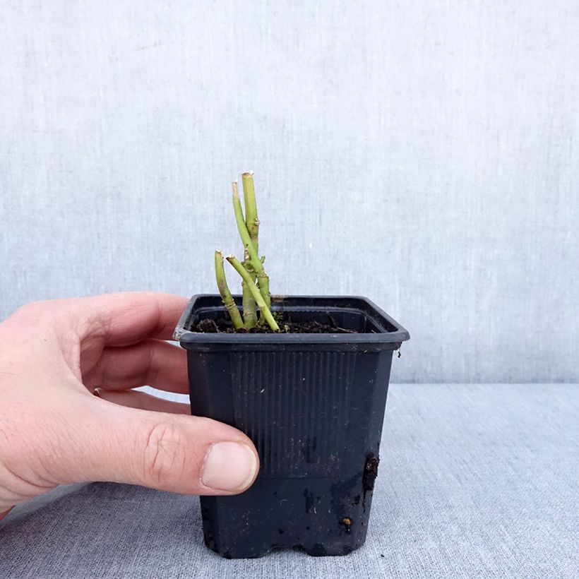 Amostra de Hibisco-dos-pântanos Carousel Ghost - Hibiscus moscheutos Vaso de 8/9 cm tal como entregue no inverno