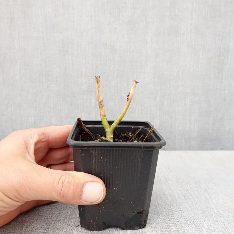 Amostra de Hibisco-dos-pântanos Carousel Ghost - Hibiscus moscheutos Vaso de 8/9 cm tal como entregue na primavera