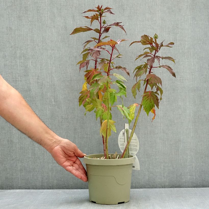 Amostra de Hibisco-dos-pântanos Carousel Ghost - Hibiscus moscheutos Vaso de 3 L/4 L tal como entregue no verão