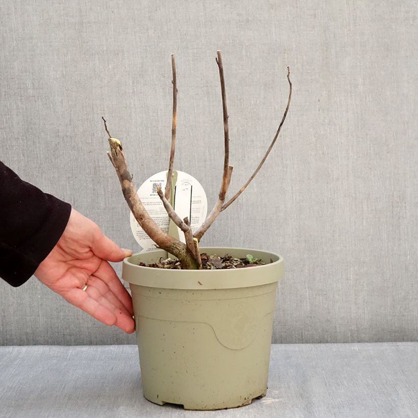 Amostra de Hibisco-dos-pântanos Carousel Ghost - Hibiscus moscheutos Vaso de 3 L/4 L tal como entregue no inverno