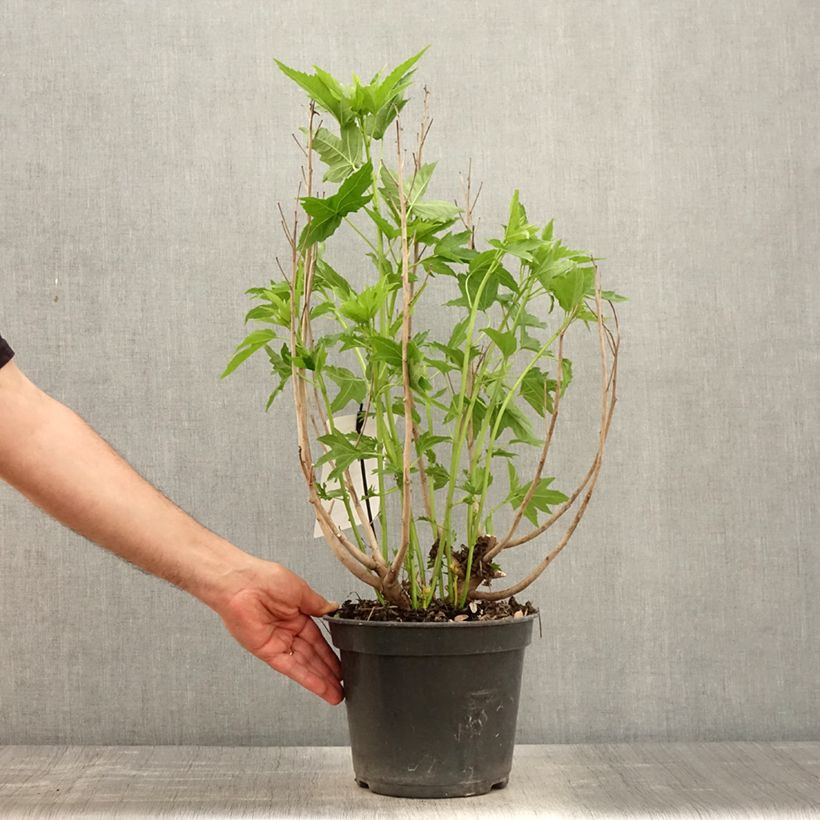 Amostra de Hibisco-dos-pântanos Fujin - Hibiscus moscheutos Vaso de 4 L/5 L tal como entregue na primavera