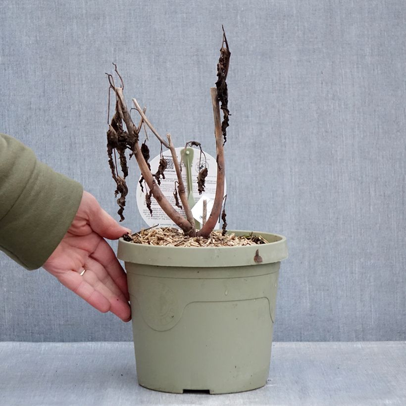 Amostra de Hibisco-dos-pântanos Carrousel Geant Vermelho - Hibiscus moscheutos Vaso de 3 L/4 L tal como entregue no inverno