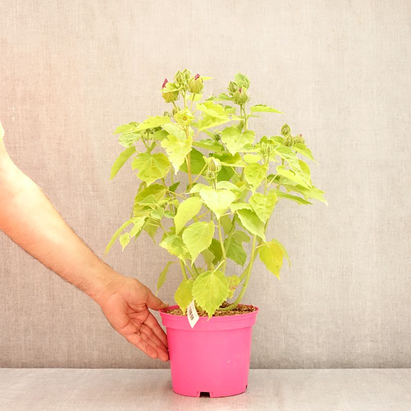 Amostra de Hibisco-dos-pântanos Rose - Hibiscus moscheutos Vaso de 2 L/3 L tal como entregue no verão