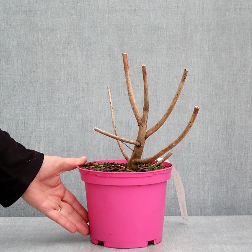 Amostra de Hibiscus moscheutos Summerific Berry Awesome - Hibiscus des marais  Vaso de 3 L/4 L tal como entregue no inverno