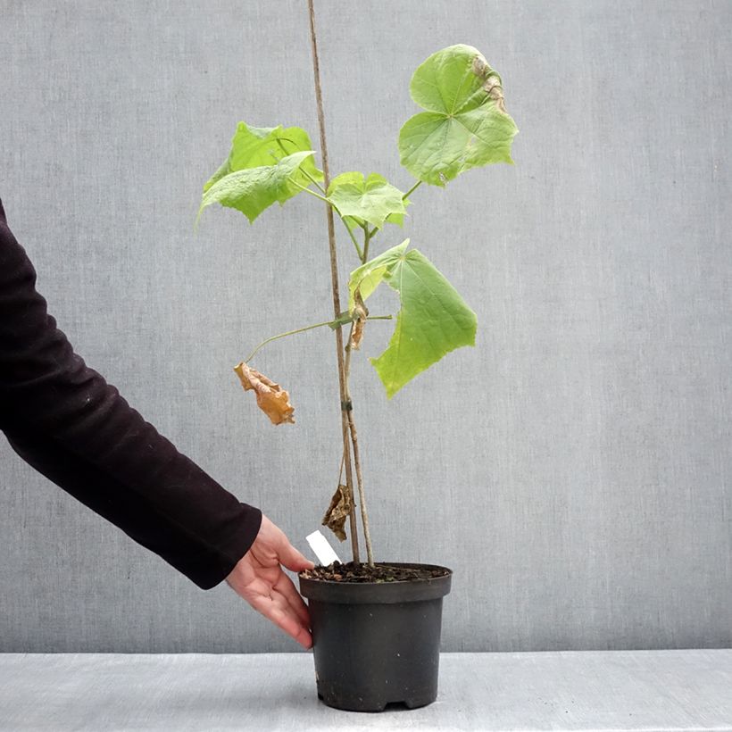 Amostra de Hibiscus paramutabilis  Vaso de 2 L/3 L tal como entregue no inverno