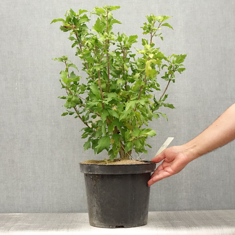 Amostra de Hibisco-da-síria Pink Giant - Hibiscus syriacus Vaso de 7,5 L/10 L tal como entregue no verão