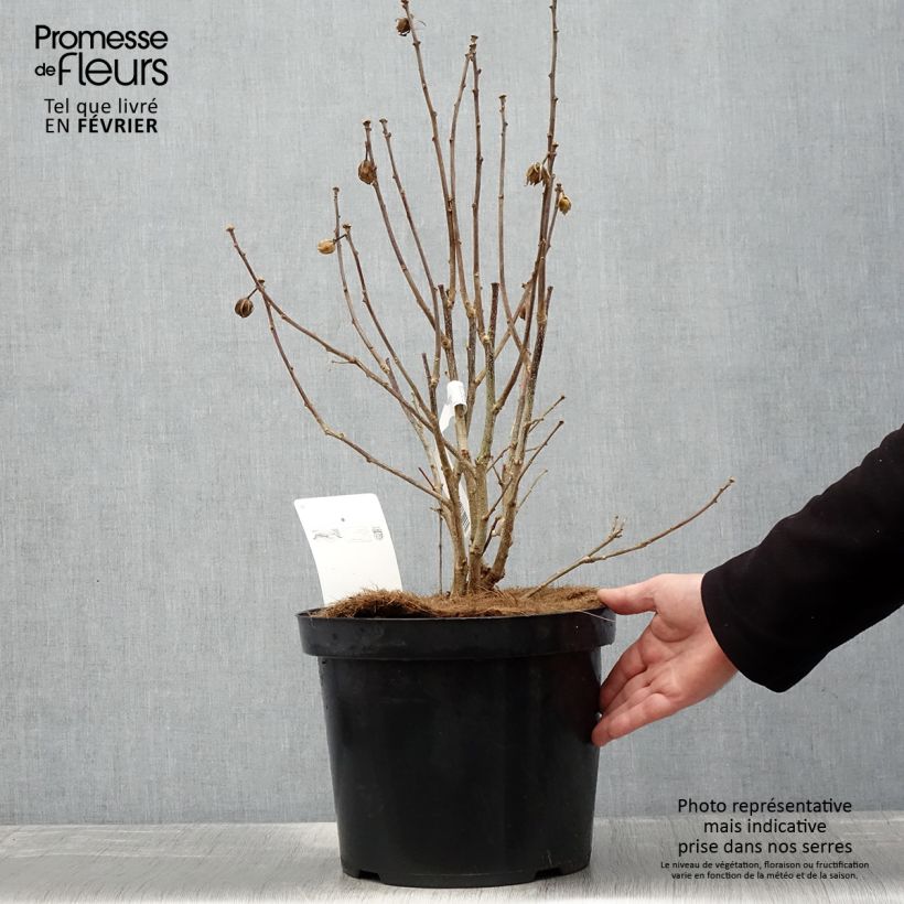 Amostra de Hibiscus Pink Giant - Althéa rose à coeur rouge Vaso de 7,5 L/10 L tal como entregue no inverno