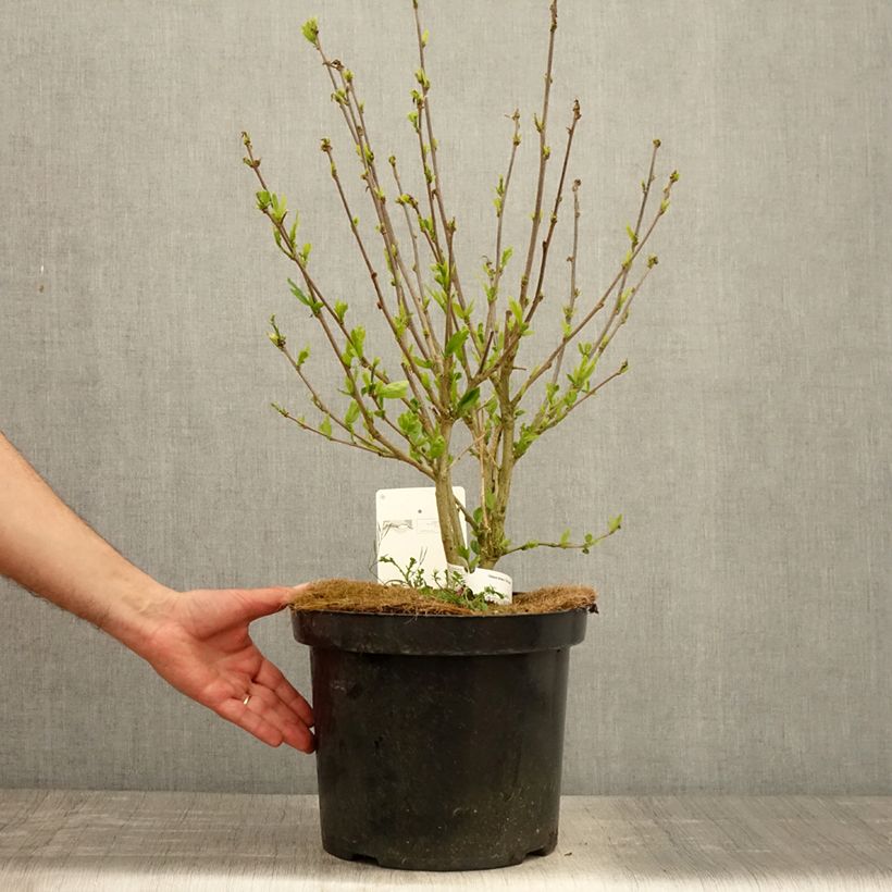 Amostra de Hibisco-da-síria Pink Giant - Hibiscus syriacus Vaso de 7,5 L/10 L tal como entregue na primavera