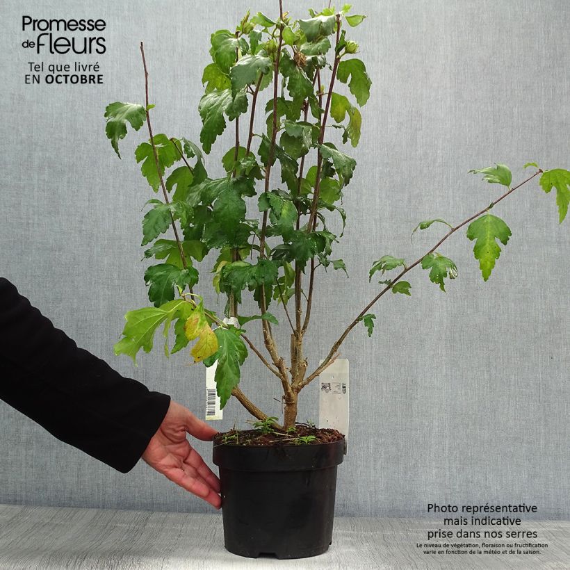 Amostra de Hibisco-da-síria Pink Giant - Hibiscus syriacus Vaso de 4 L/5 L tal como entregue no outono