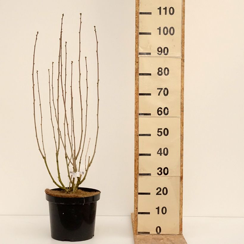 Amostra de Hibiscus Rose Moon - Althéa rose à coeur rouge Vaso de 7,5 L/10 L tal como entregue no inverno