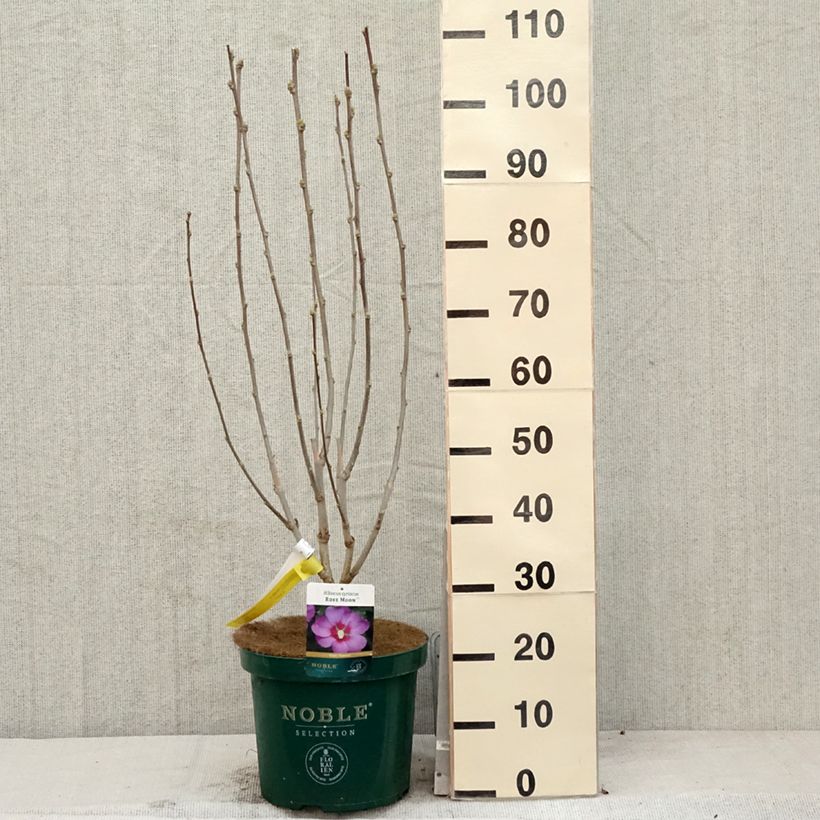 Amostra de Hibiscus Rose Moon Vaso de 7,5 L/10 L tal como entregue na primavera